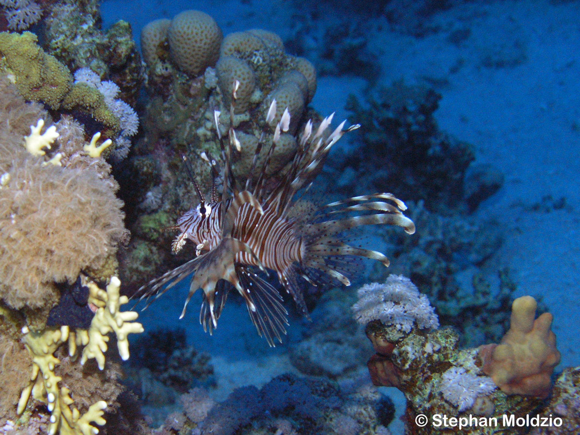 SCO1 Pterois miles  ,juv. P1015281.jpg